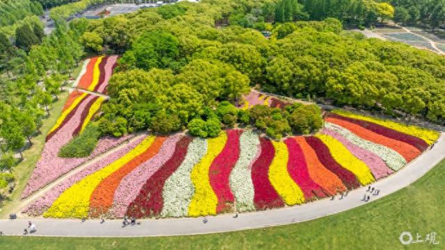 2025年4月28日 上海世纪公园七彩花田惊艳众人，上海世纪公园“七彩花田”盛景：花海绚烂
