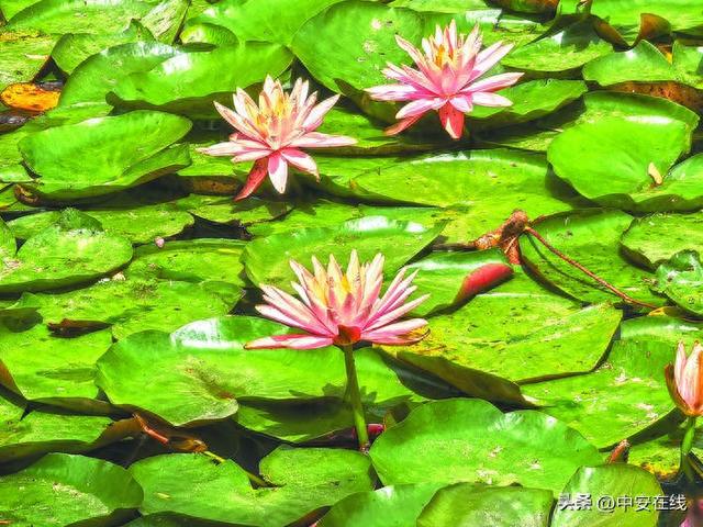 合肥公园睡莲盛绽，宛如莫奈油画