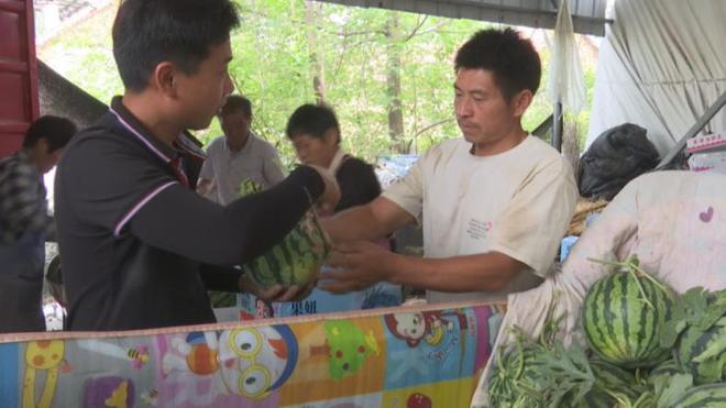 宿州市夏王村：2600亩西瓜地背后的故事，夏王村西瓜产业：十年发展成就致富梦想