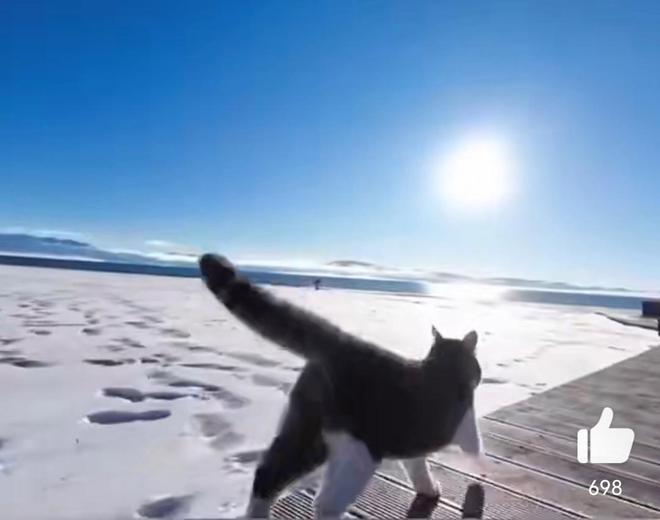 惊！竟有虐杀网红猫取乐的组织，网红猫惨遭虐杀，背后组织令人发指